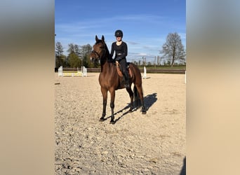 Warmblood sueco Mestizo, Caballo castrado, 10 años, 163 cm, Castaño claro