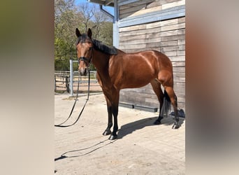 Warmblood sueco Mestizo, Caballo castrado, 10 años, 163 cm, Castaño claro