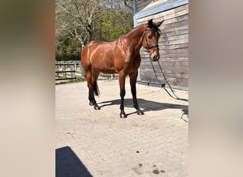 Warmblood sueco Mestizo, Caballo castrado, 10 años, 163 cm, Castaño claro