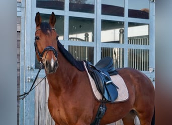 Warmblood sueco Mestizo, Caballo castrado, 10 años, 163 cm, Castaño claro