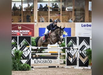 Warmblood sueco, Caballo castrado, 10 años, 164 cm, Castaño oscuro