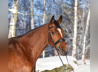 Warmblood sueco, Caballo castrado, 10 años, 167 cm, Castaño