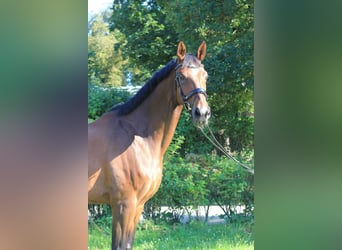 Warmblood sueco, Caballo castrado, 11 años, 173 cm, Castaño