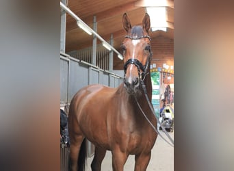 Warmblood sueco, Caballo castrado, 11 años, 173 cm, Castaño