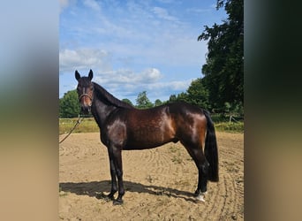 Warmblood sueco Mestizo, Caballo castrado, 12 años, 165 cm, Castaño oscuro