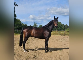 Warmblood sueco Mestizo, Caballo castrado, 12 años, 165 cm, Castaño oscuro