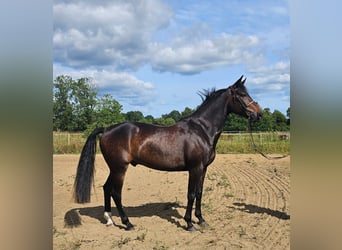 Warmblood sueco Mestizo, Caballo castrado, 12 años, 165 cm, Castaño oscuro