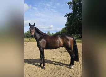 Warmblood sueco Mestizo, Caballo castrado, 12 años, 165 cm, Castaño oscuro