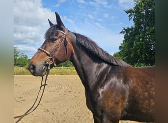 Warmblood sueco Mestizo, Caballo castrado, 12 años, 165 cm, Castaño oscuro