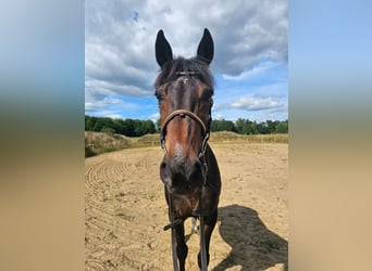 Warmblood sueco Mestizo, Caballo castrado, 12 años, 165 cm, Castaño oscuro