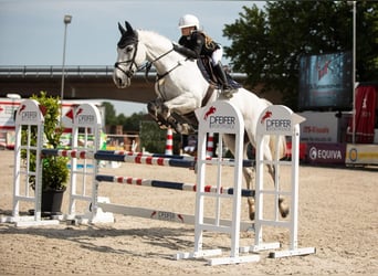 Warmblood sueco, Caballo castrado, 12 años, 167 cm, Tordo