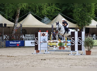 Warmblood sueco, Caballo castrado, 12 años, 167 cm, Tordo