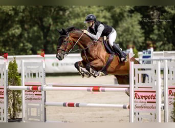 Warmblood sueco, Caballo castrado, 13 años, 167 cm, Castaño oscuro