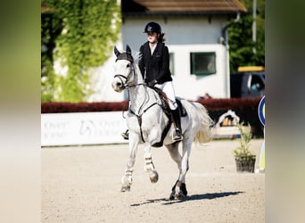 Warmblood sueco, Caballo castrado, 14 años, 170 cm, Tordo