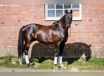 Warmblood sueco, Caballo castrado, 14 años, 175 cm, Negro