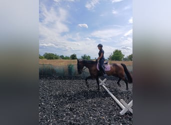 Warmblood sueco, Caballo castrado, 15 años, 159 cm, Castaño oscuro