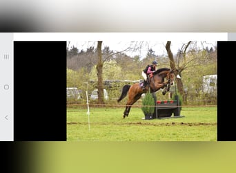 Warmblood sueco, Caballo castrado, 15 años, 160 cm, Castaño
