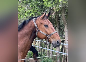 Warmblood sueco, Caballo castrado, 15 años, 173 cm, Castaño