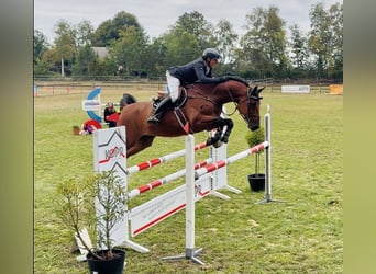 Warmblood sueco, Caballo castrado, 15 años, 173 cm, Castaño