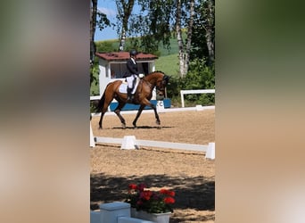 Warmblood sueco, Caballo castrado, 17 años, 167 cm, Castaño