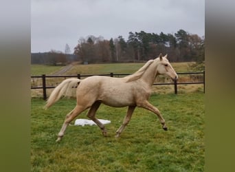 Warmblood sueco, Caballo castrado, 1 año, 166 cm, Palomino