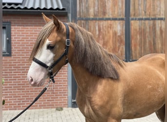 Warmblood sueco, Caballo castrado, 3 años, 155 cm, Alazán-tostado