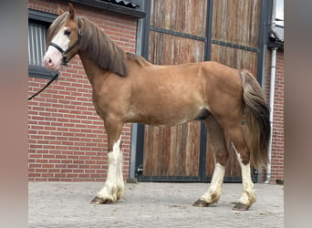 Warmblood sueco, Caballo castrado, 3 años, 155 cm, Alazán-tostado