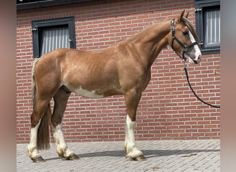 Warmblood sueco, Caballo castrado, 3 años, 155 cm, Alazán-tostado