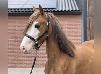 Warmblood sueco, Caballo castrado, 3 años, 155 cm, Alazán-tostado