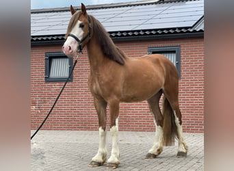 Warmblood sueco, Caballo castrado, 3 años, 155 cm, Alazán-tostado