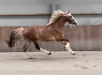 Warmblood sueco, Caballo castrado, 3 años, 155 cm, Alazán-tostado