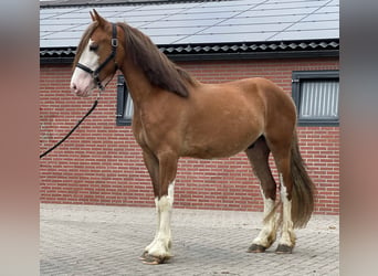 Warmblood sueco, Caballo castrado, 3 años, 155 cm, Alazán-tostado