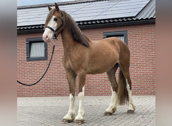 Warmblood sueco, Caballo castrado, 3 años, 155 cm, Alazán-tostado