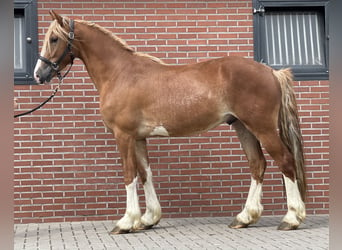 Warmblood sueco, Caballo castrado, 3 años, 160 cm, Alazán