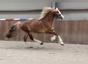 Warmblood sueco, Caballo castrado, 3 años, 160 cm, Alazán