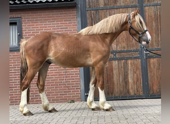 Warmblood sueco, Caballo castrado, 3 años, 160 cm, Alazán