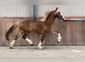 Warmblood sueco, Caballo castrado, 3 años, 160 cm, Alazán