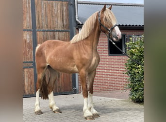 Warmblood sueco, Caballo castrado, 3 años, 160 cm, Alazán