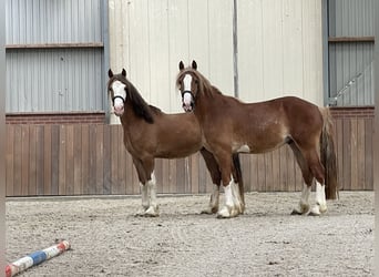 Warmblood sueco, Caballo castrado, 3 años, 160 cm, Alazán