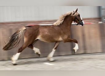 Warmblood sueco, Caballo castrado, 3 años, 160 cm, Alazán