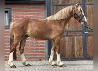 Warmblood sueco, Caballo castrado, 3 años, 160 cm, Alazán