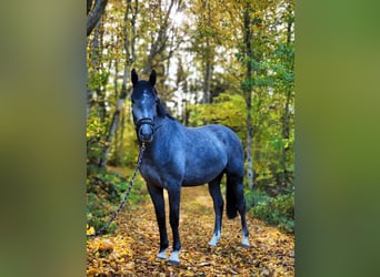 Warmblood sueco, Caballo castrado, 3 años, 168 cm, Tordo