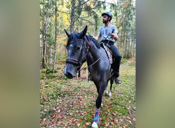 Warmblood sueco, Caballo castrado, 3 años, 168 cm, Tordo