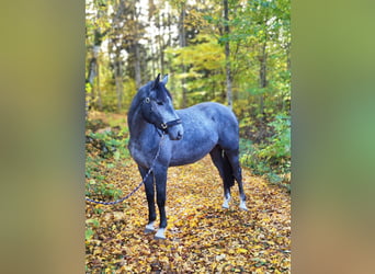 Warmblood sueco, Caballo castrado, 3 años, 168 cm, Tordo