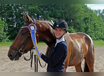 Warmblood sueco, Caballo castrado, 3 años, 170 cm, Castaño