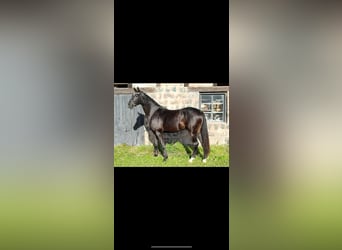 Warmblood sueco, Caballo castrado, 3 años, 172 cm, Negro