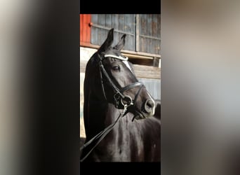 Warmblood sueco, Caballo castrado, 3 años, 172 cm, Negro