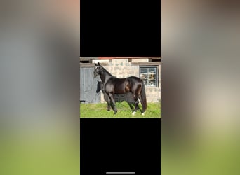 Warmblood sueco, Caballo castrado, 3 años, 172 cm, Negro