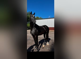 Warmblood sueco, Caballo castrado, 3 años, 172 cm, Negro