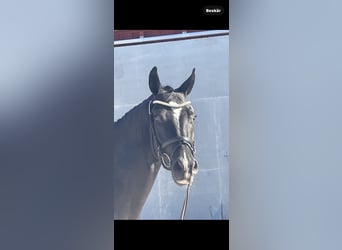 Warmblood sueco, Caballo castrado, 3 años, 172 cm, Negro